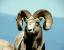 Looking for NM Oryx info - last post by hunter4life