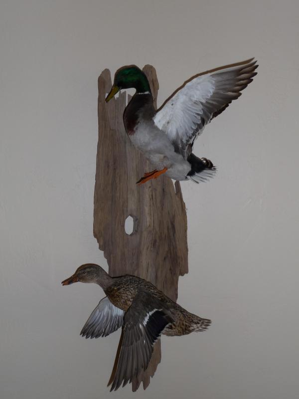 wood duck mounts. Just got some duck mounts back